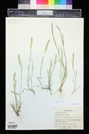 Hordeum pusillum image