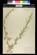 Atriplex argentea image