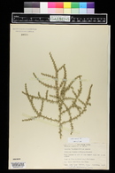 Salsola tragus image