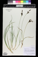 Carex nebrascensis image