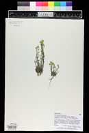 Draba aurea image