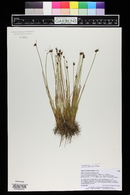 Juncus drummondii image