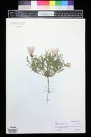 Oenothera albicaulis image