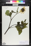 Helianthus annuus image