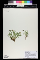 Trifolium dasyphyllum image