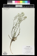 Physaria ludoviciana image