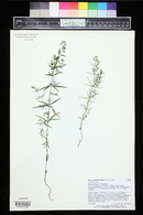 Galium boreale image