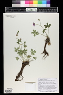 Geranium viscosissimum image