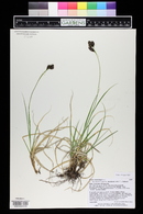 Carex chalciolepis image