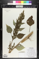 Cyclachaena xanthiifolia image