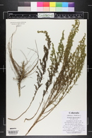 Artemisia dracunculus image