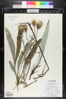 Cirsium flodmanii image