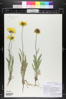 Gaillardia aristata image