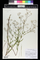 Gypsophila paniculata image