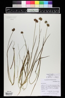 Juncus nodosus image