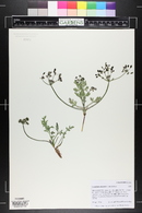 Lomatium orientale image