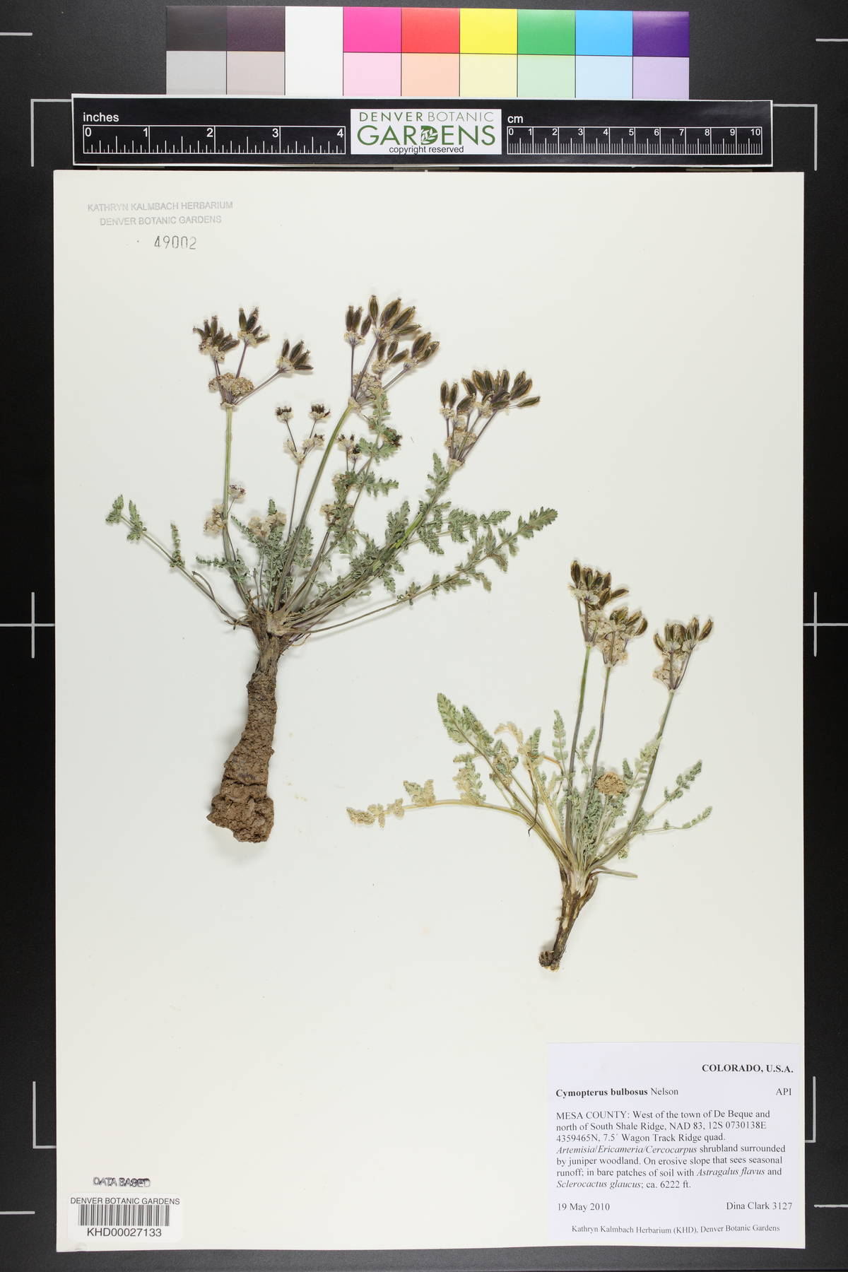 Vesper bulbosus image