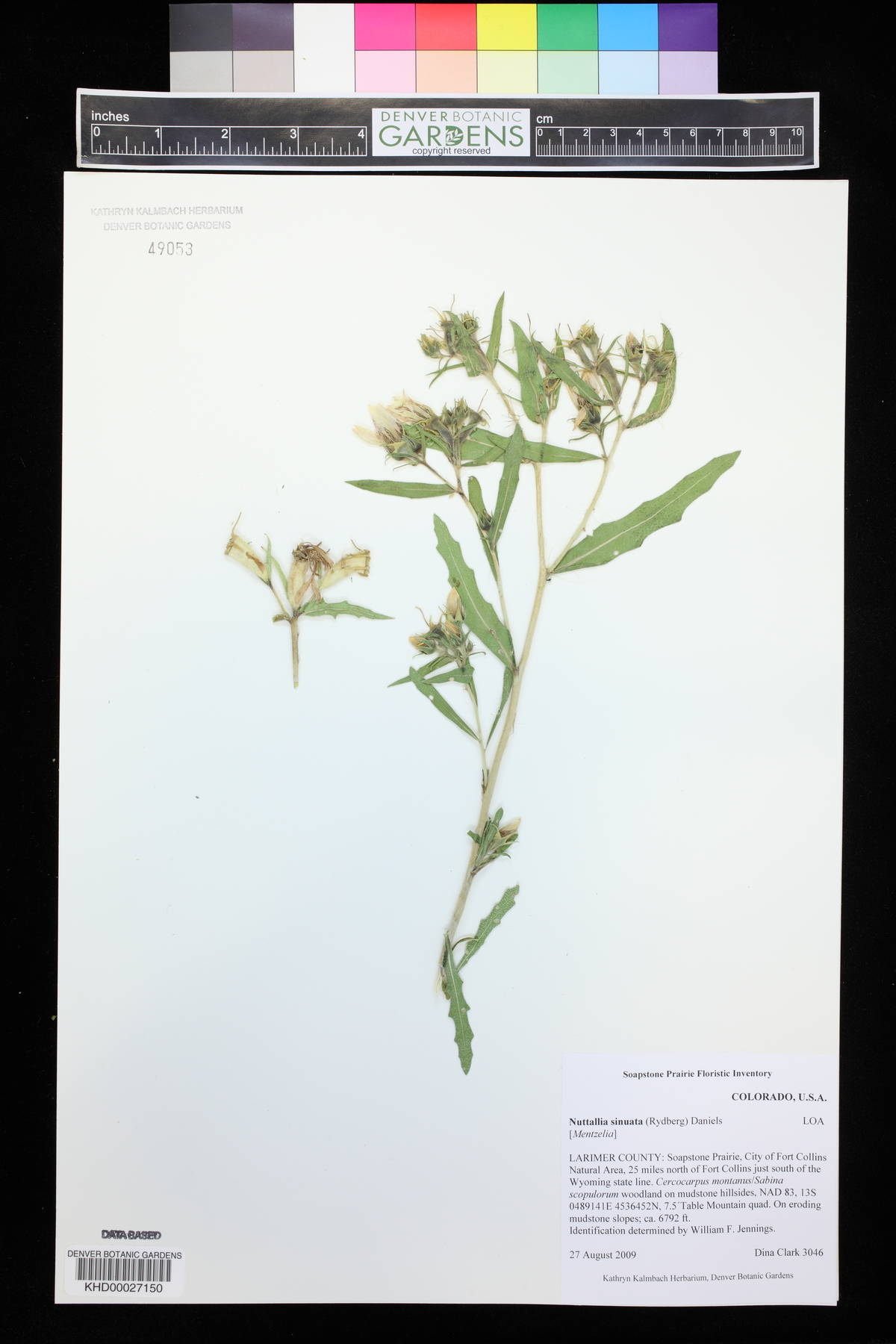Nuttallia sinuata image