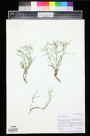 Phlox longifolia image