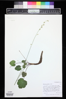 Heuchera parvifolia image