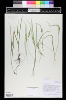 Carex aurea image