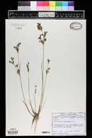 Juncus brachycephalus image