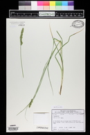 Carex vulpinoidea image