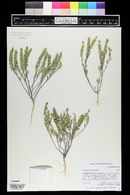 Alyssum desertorum image