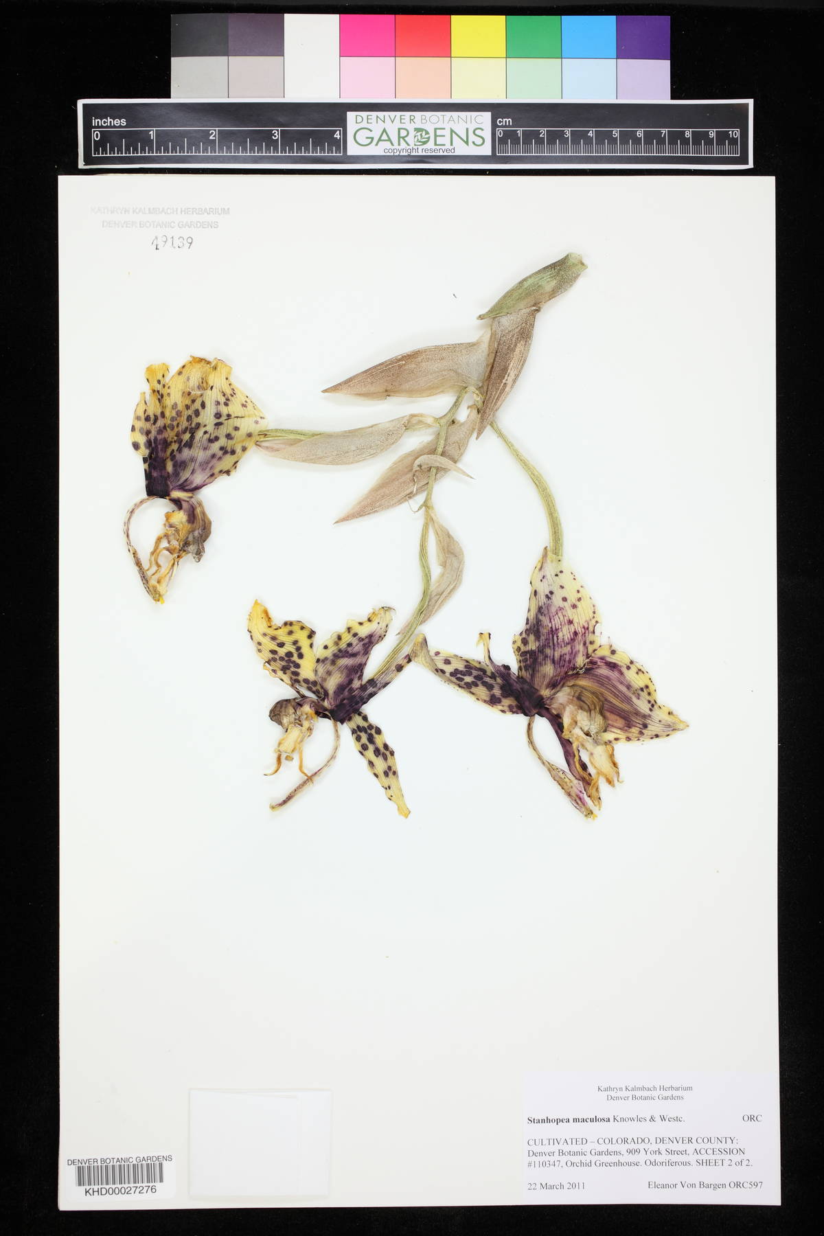 Stanhopea maculosa image