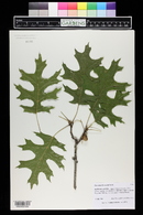 Quercus shumardii image