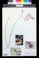 Encyclia kennedyi image