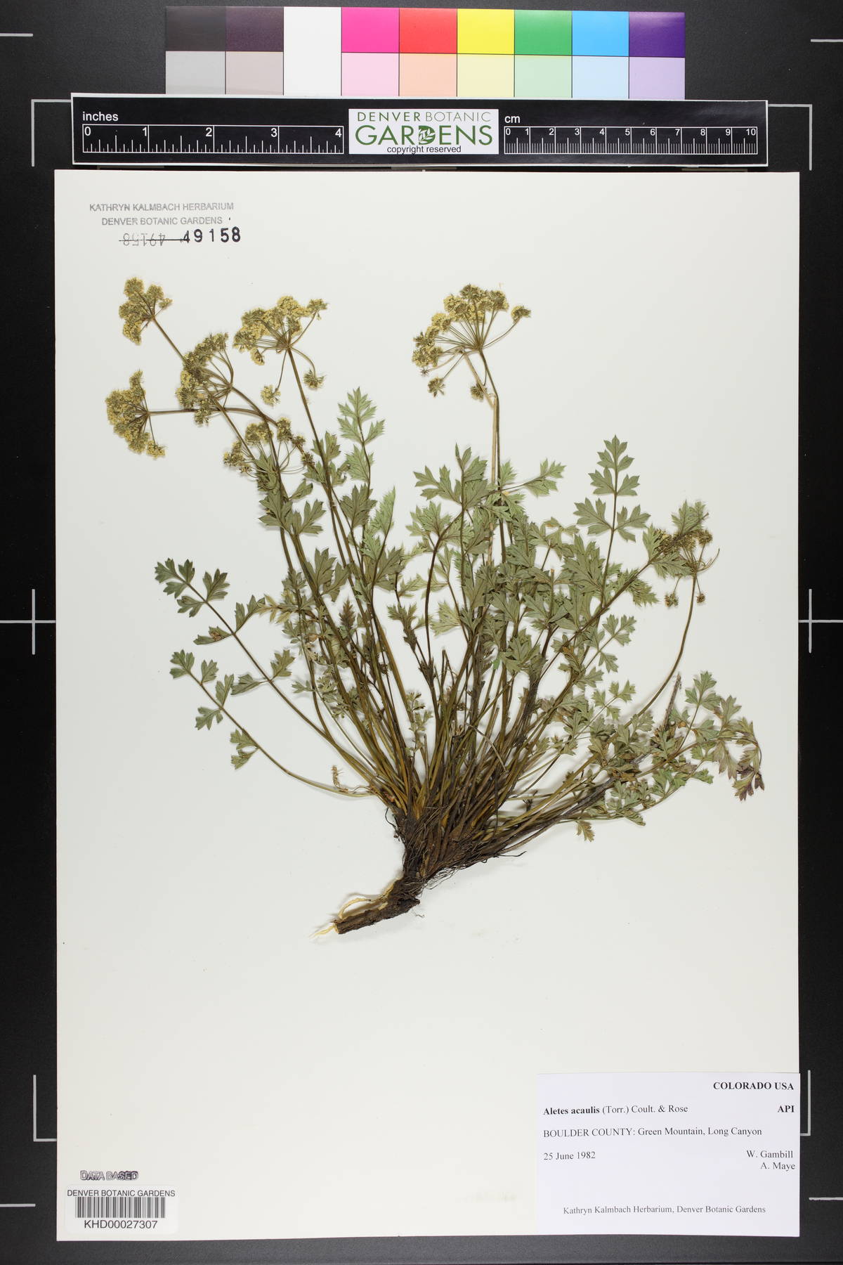 Aletes acaulis image