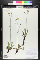 Crepis runcinata image