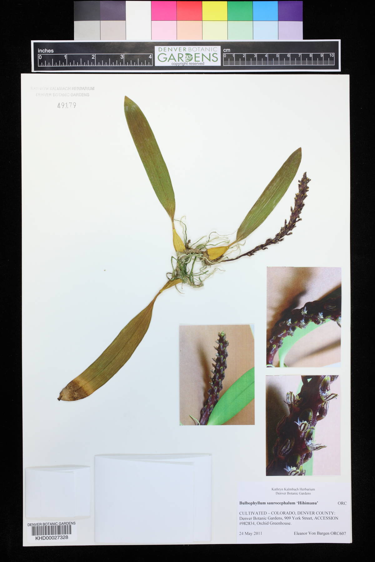 Bulbophyllum saurocephalum image