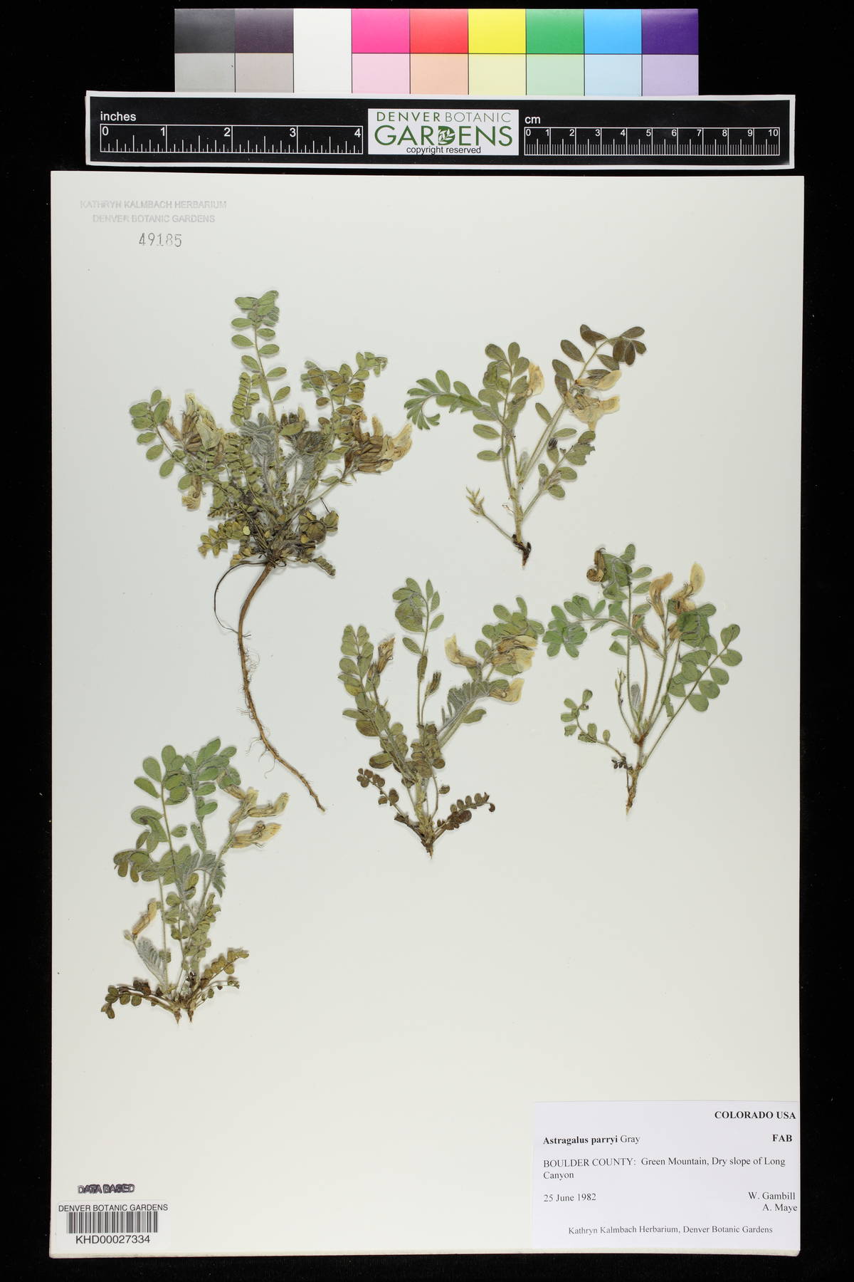 Astragalus parryi image