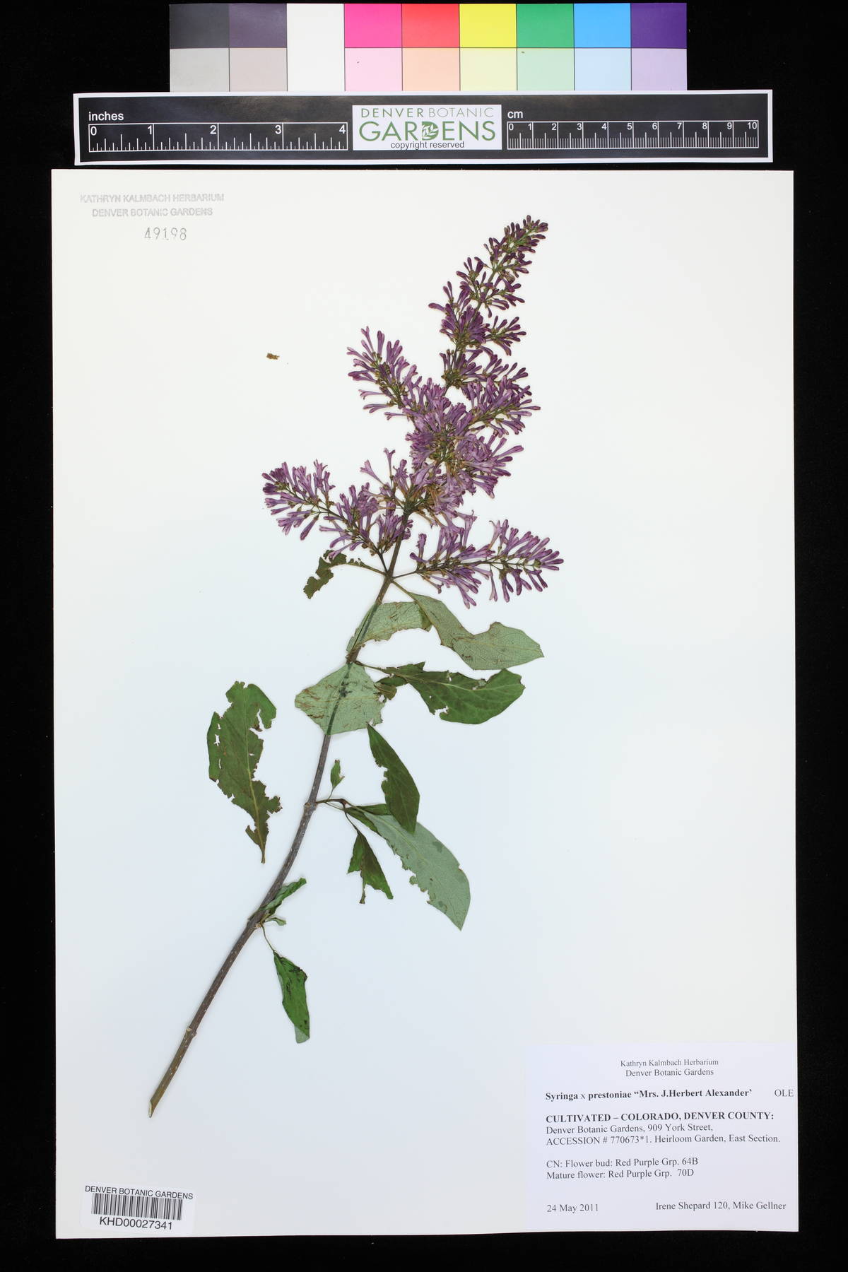 Syringa x prestoniae image