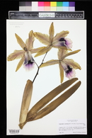 Cattleya tenebrosa image