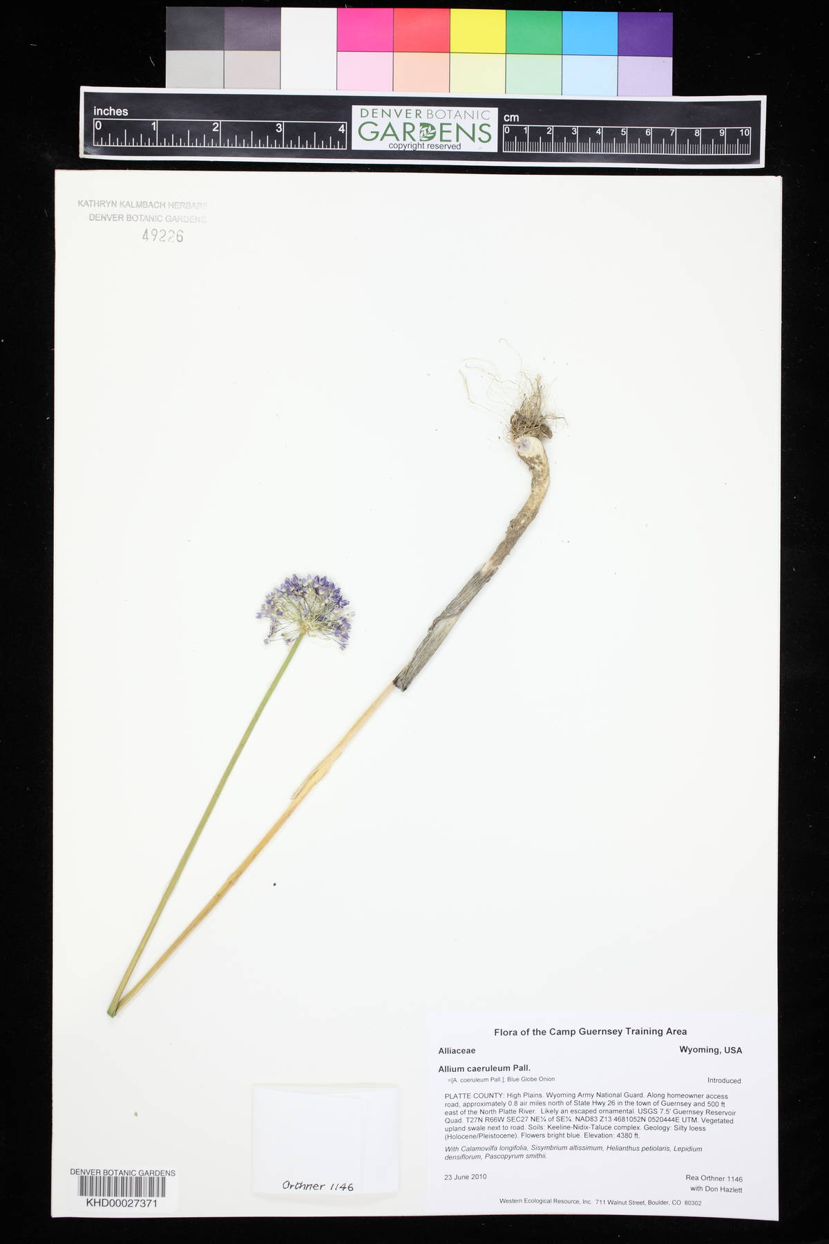 Allium caeruleum image