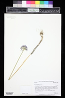 Allium caeruleum image