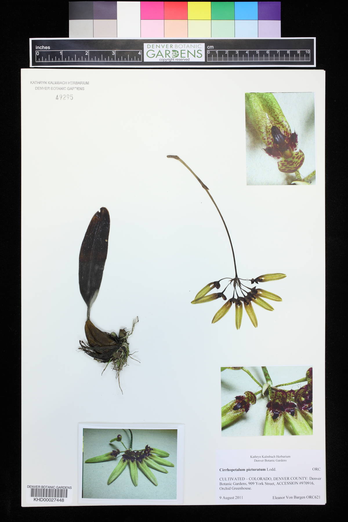 Bulbophyllum picturatum image