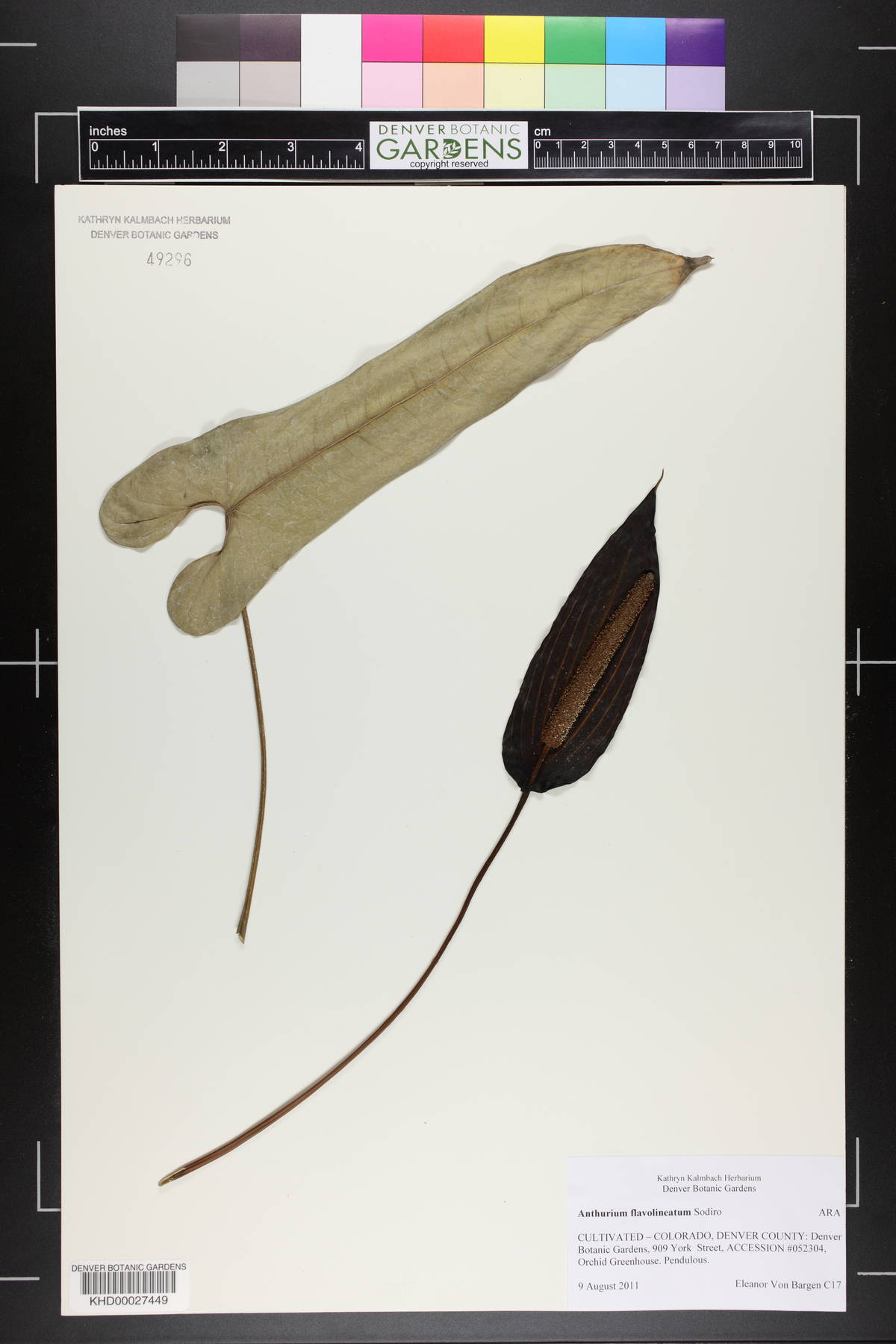 Anthurium flavolineatum image