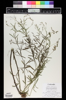 Pediomelum linearifolium image