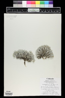 Astragalus hyalinus image