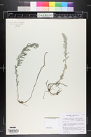 Artemisia carruthii image