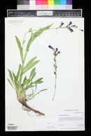 Penstemon strictus image