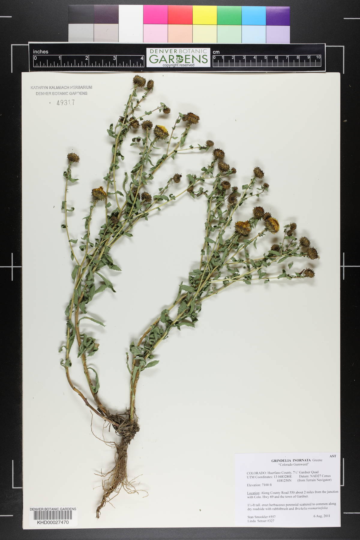 Grindelia inornata image