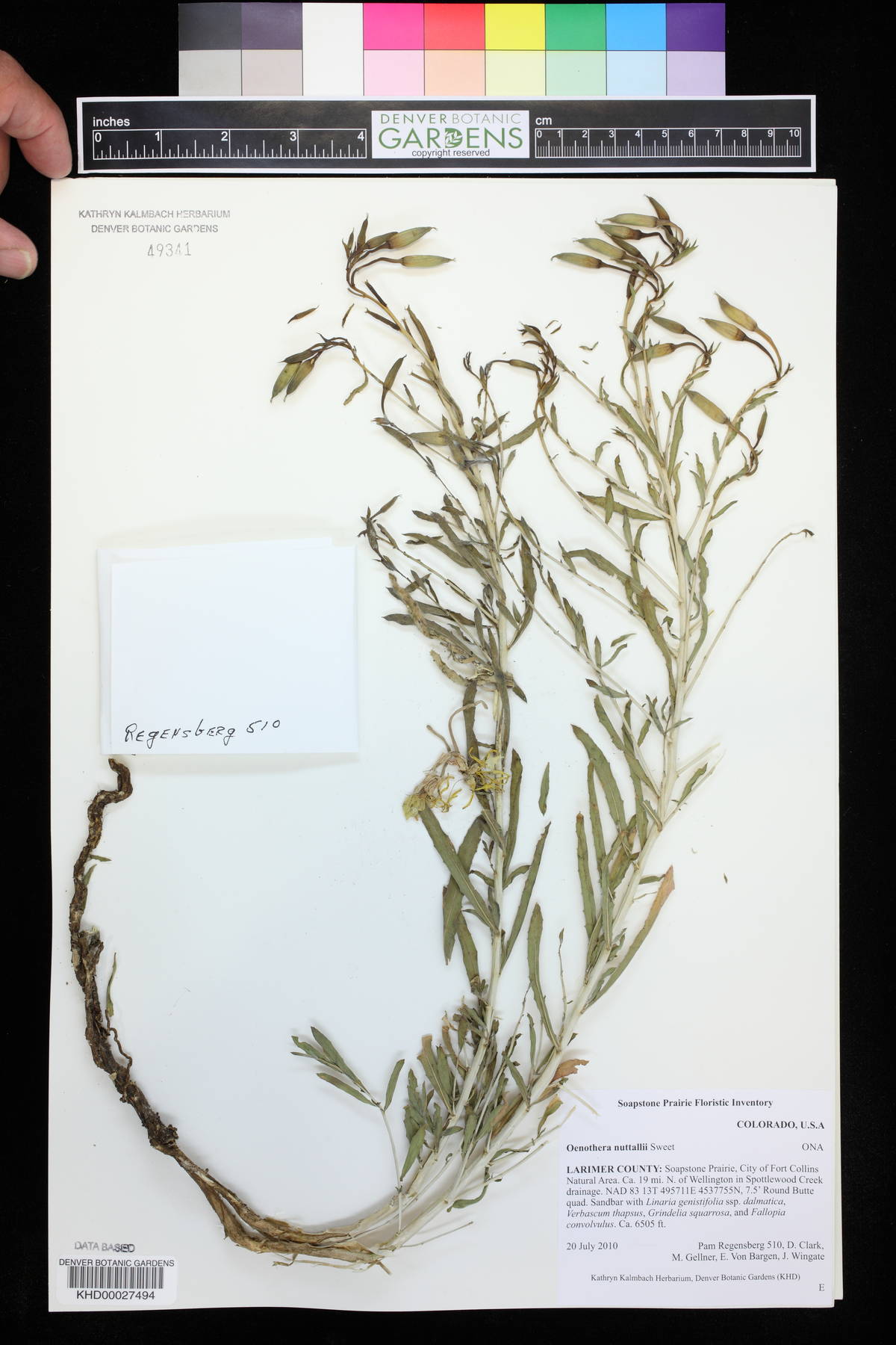Oenothera nuttallii image
