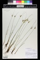 Juncus dudleyi image