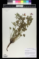 Geranium caespitosum subsp. caespitosum image