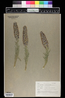 Phacelia sericea image